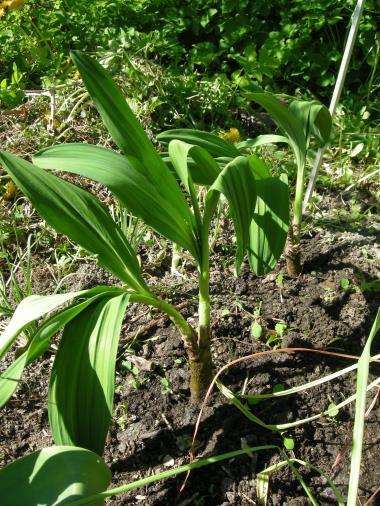 Billede af plante